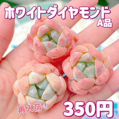 ホワイトダイヤモンド　A品