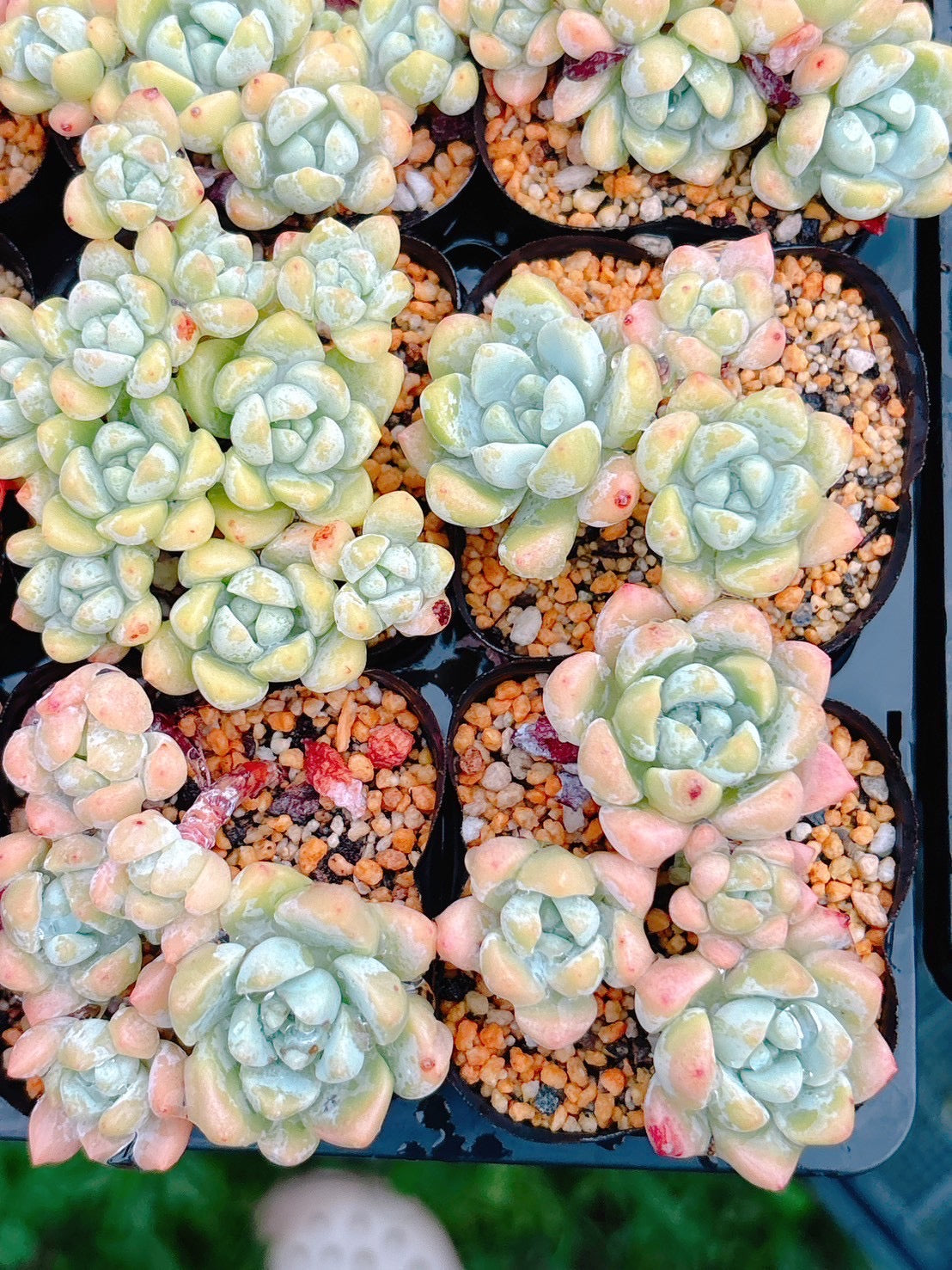 氷の花　A品