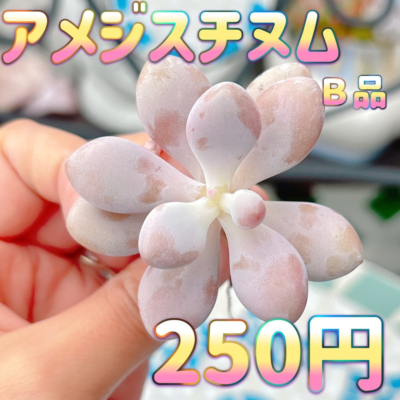 アメジスチヌム　B品