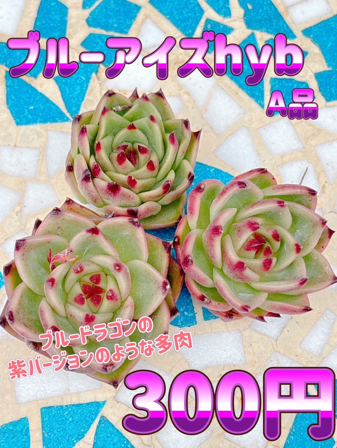 ブルーアイズHyb A品