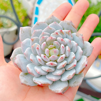 ザクロ　特級品
