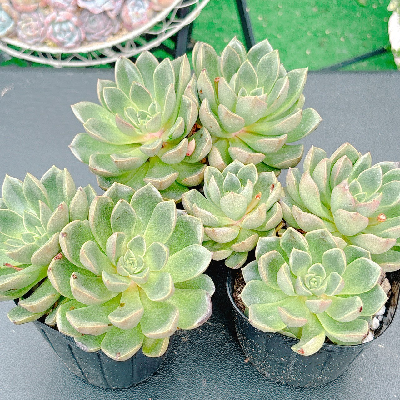 花村スペシャル180 A品