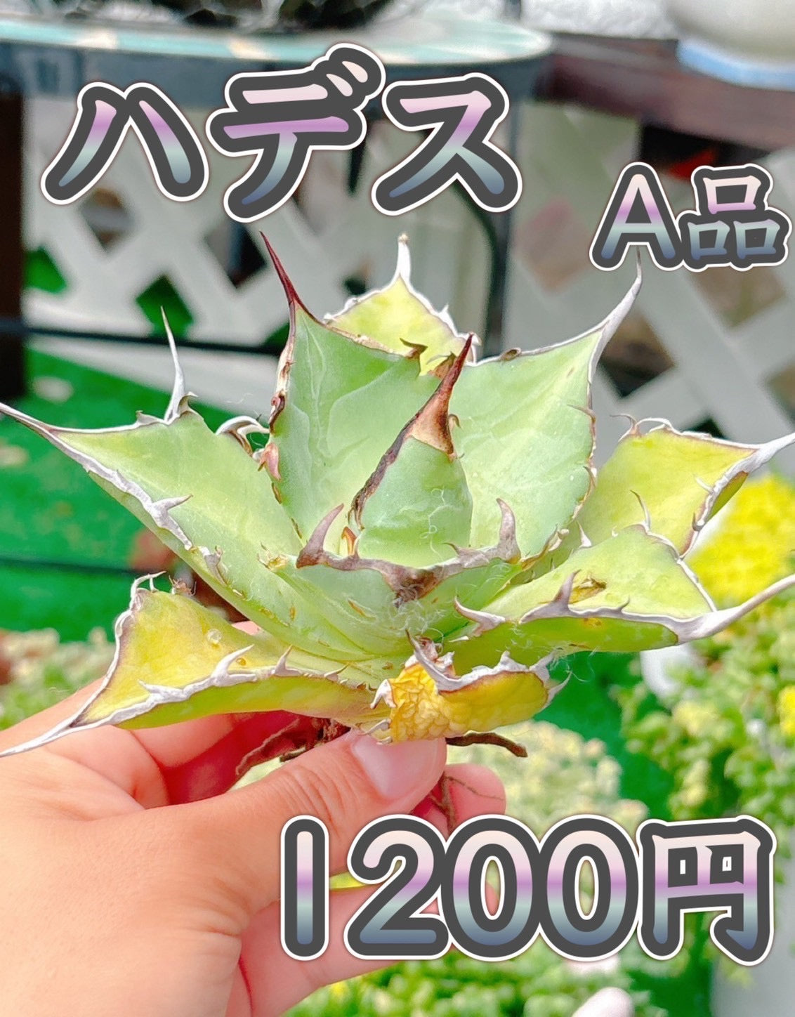 ハデス　A品