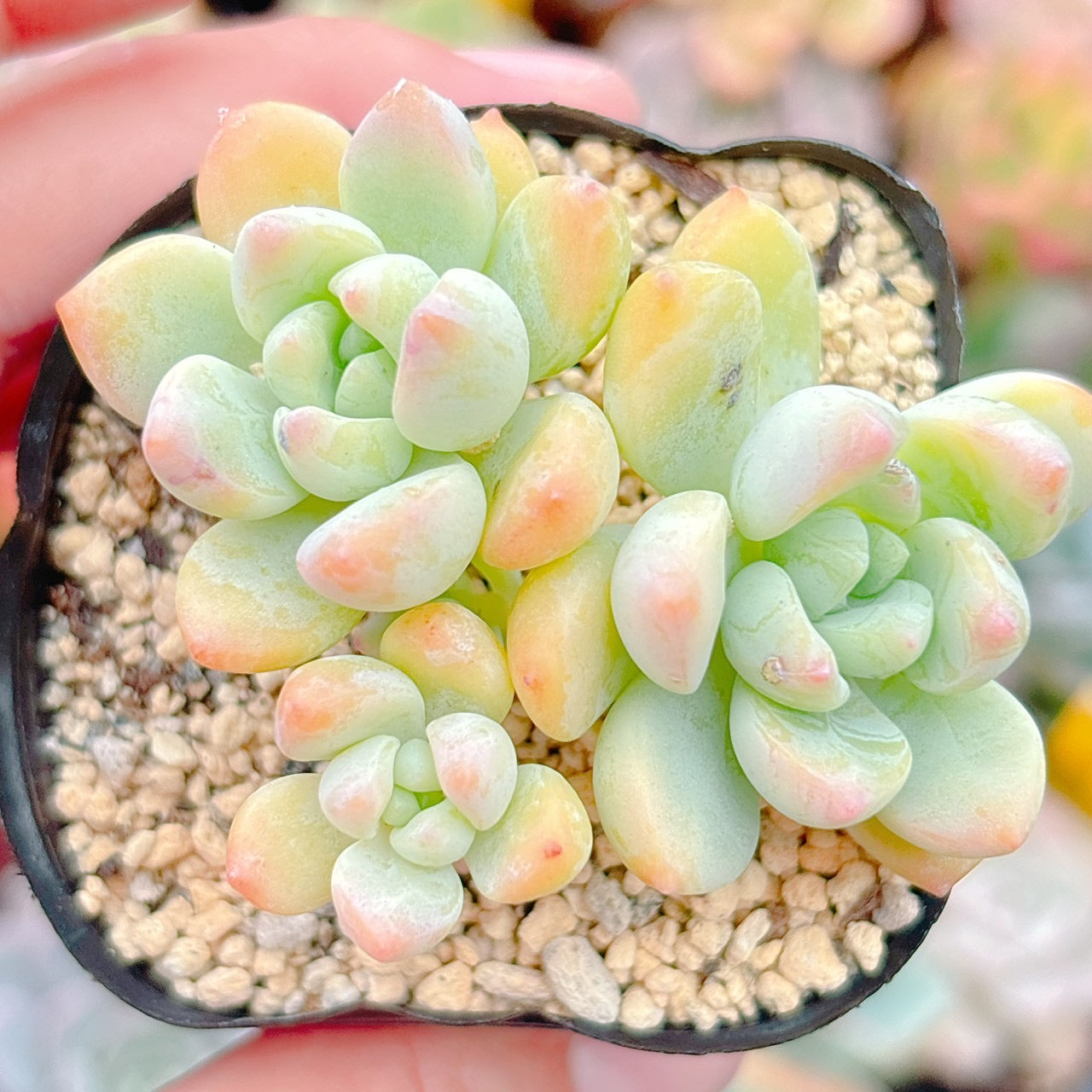 氷の花　A品　26
