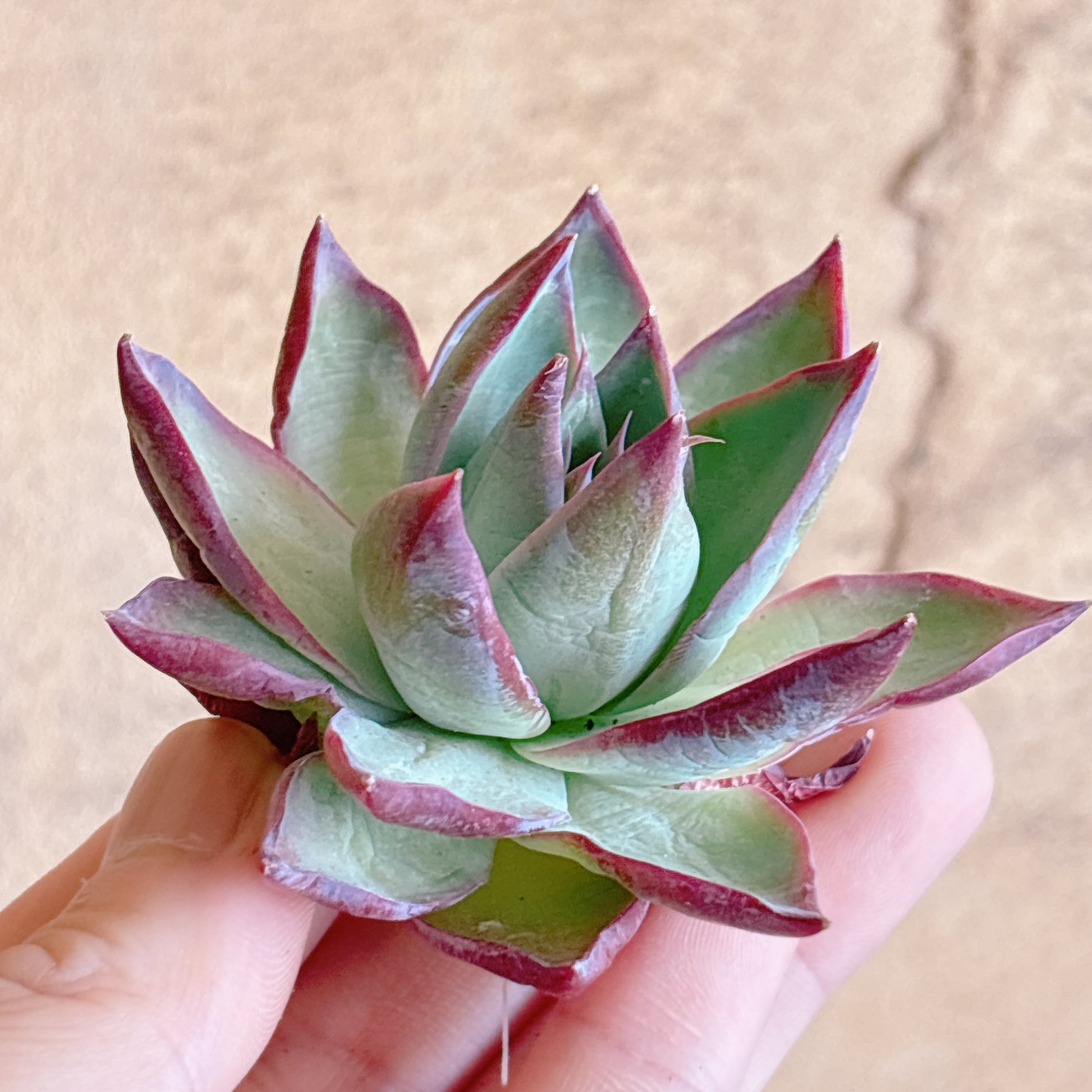 多肉植物