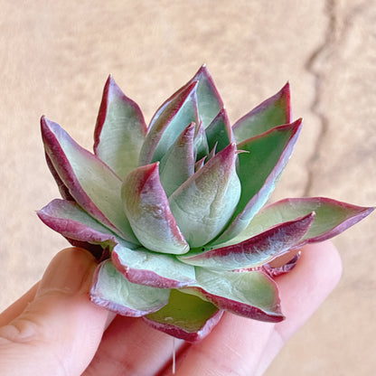 多肉植物
