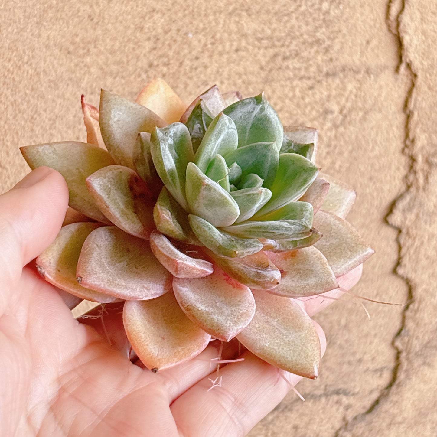 多肉植物