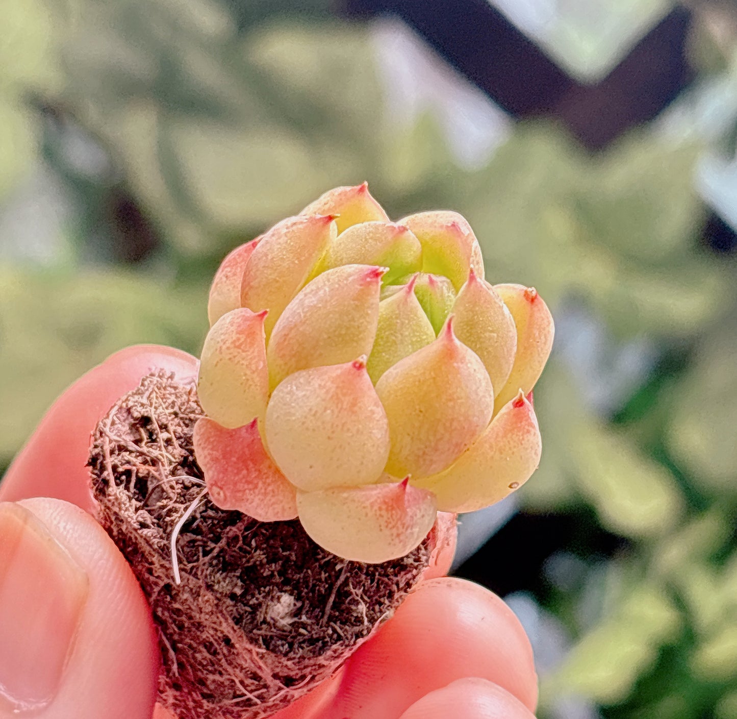 多肉植物