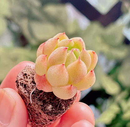 多肉植物