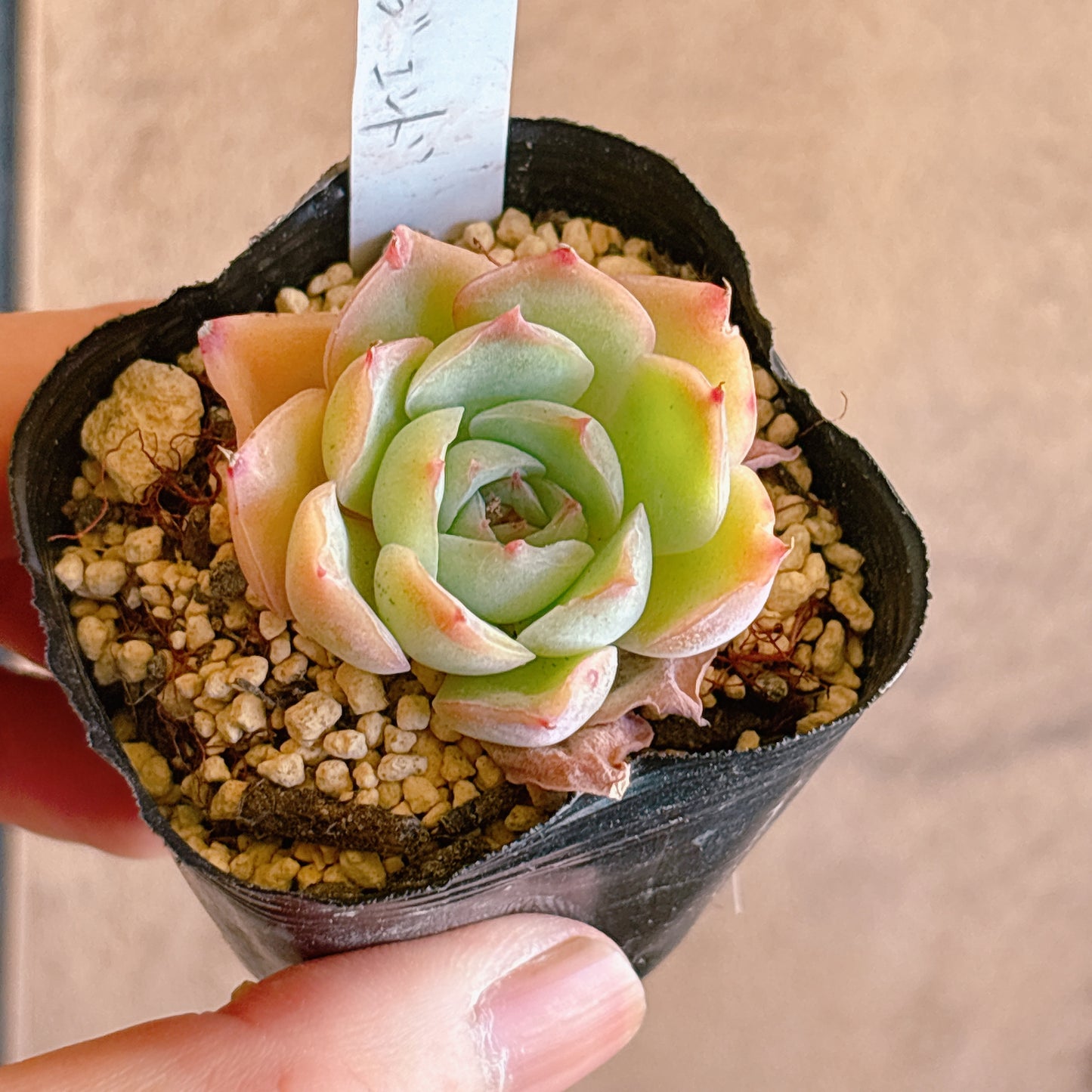 多肉植物