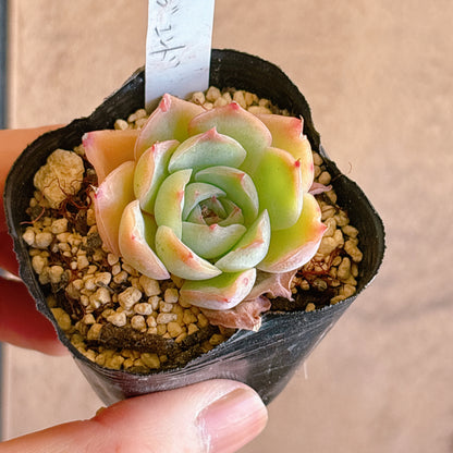多肉植物
