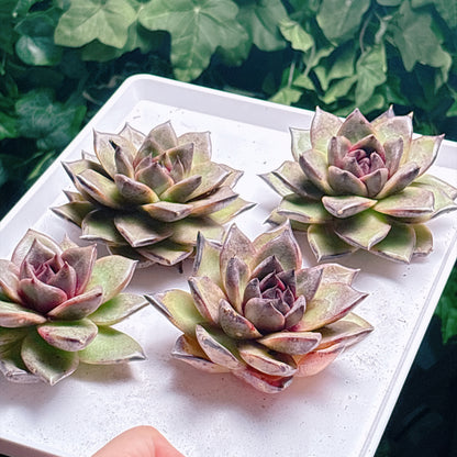 多肉植物