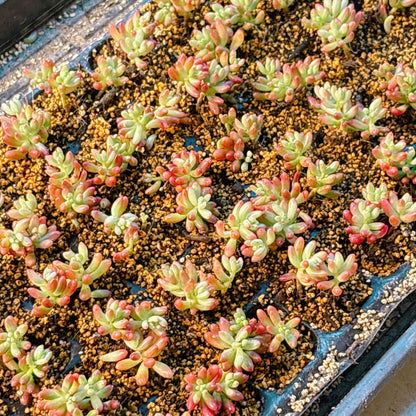 多肉植物