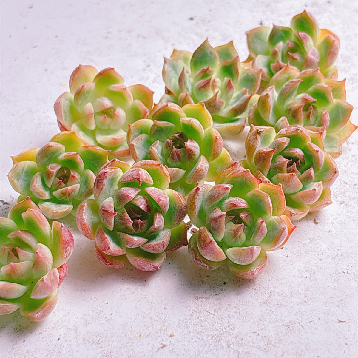 多肉植物