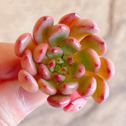 多肉植物