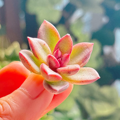 多肉植物