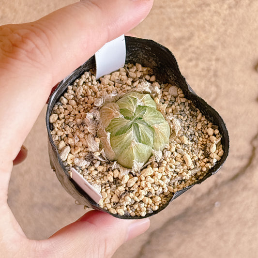 多肉植物