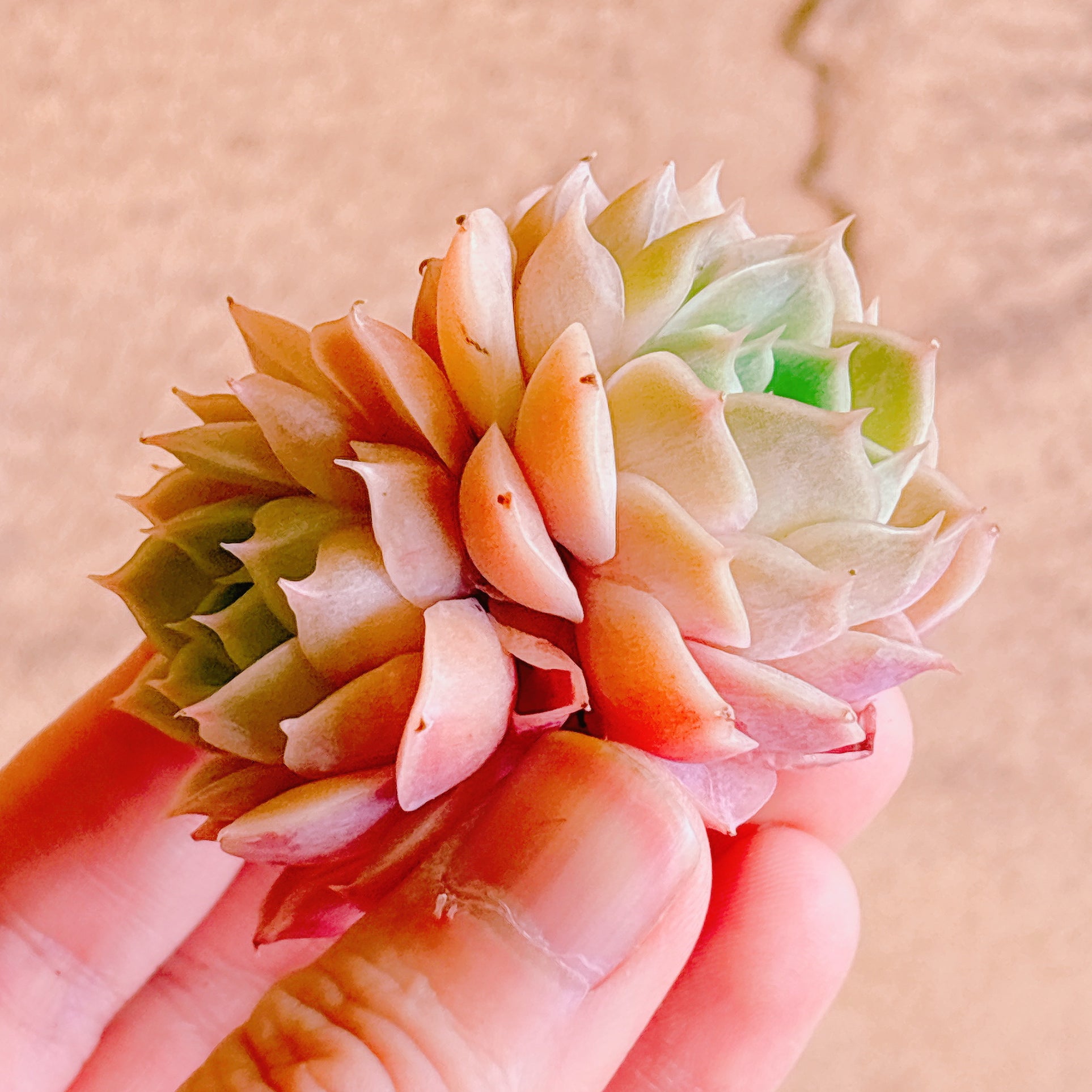 オンスロー双頭 A品 カット苗 – Bull Succulent