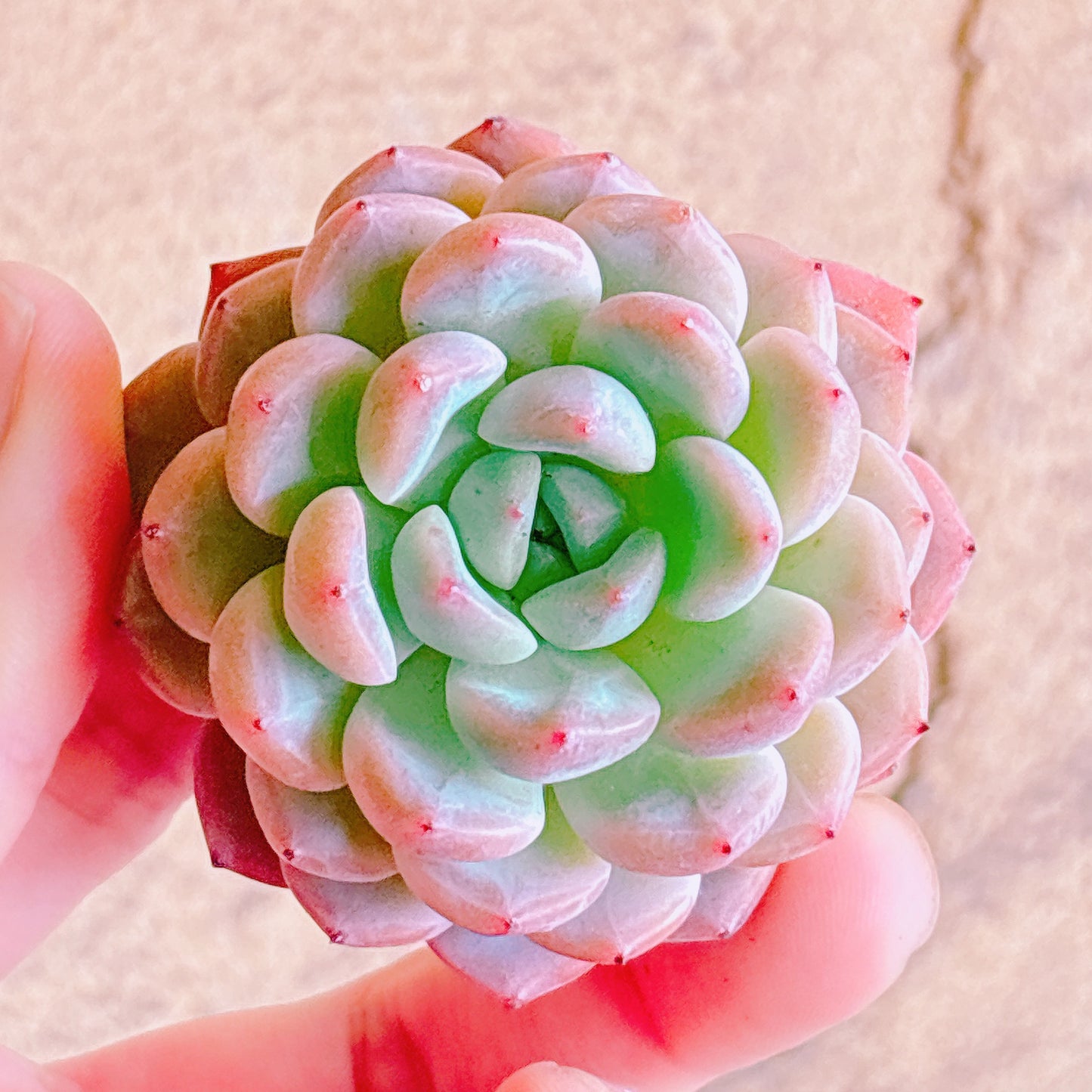多肉植物