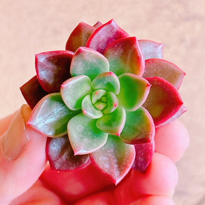 多肉植物