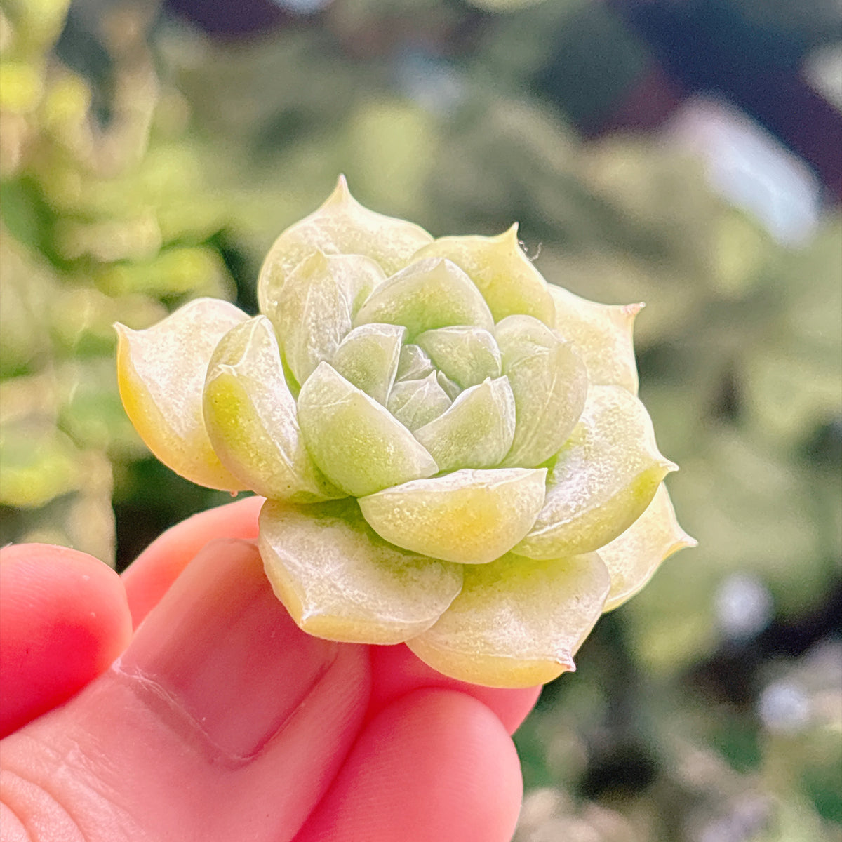 多肉植物