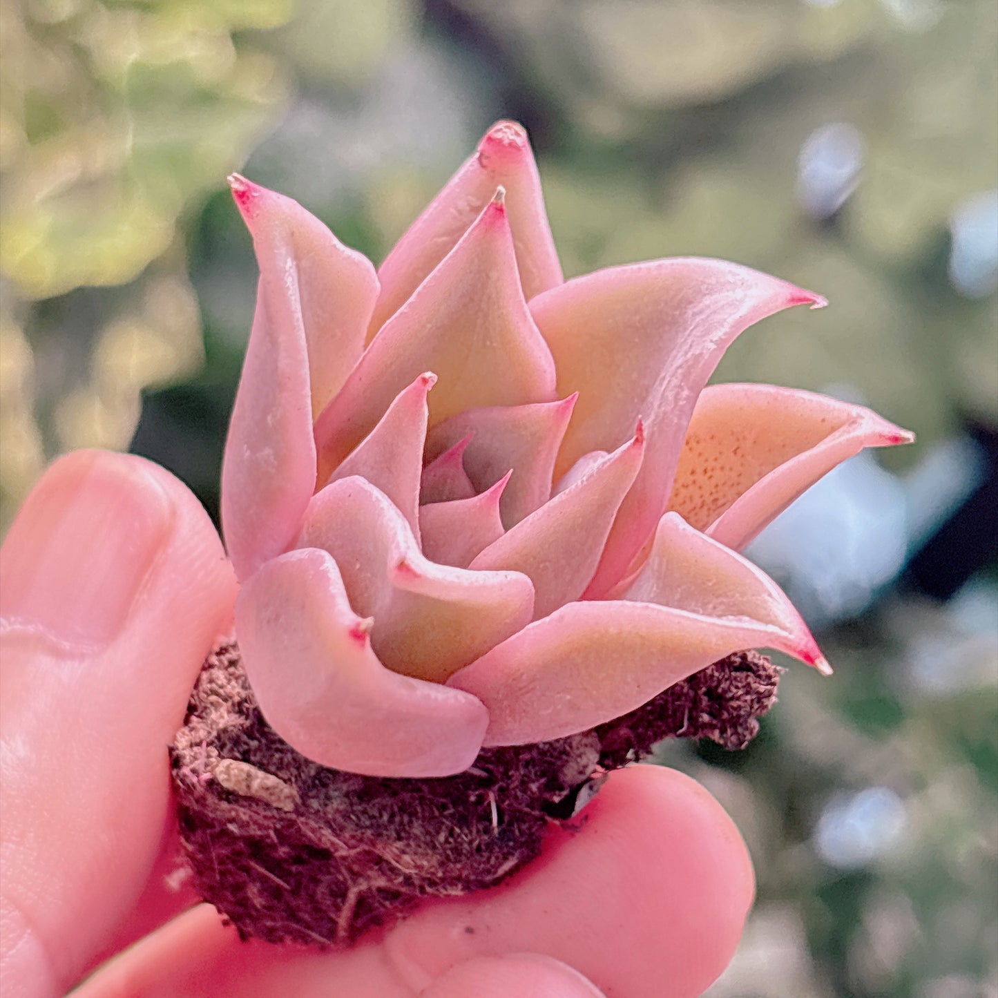 多肉植物