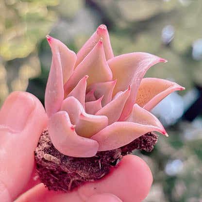 多肉植物