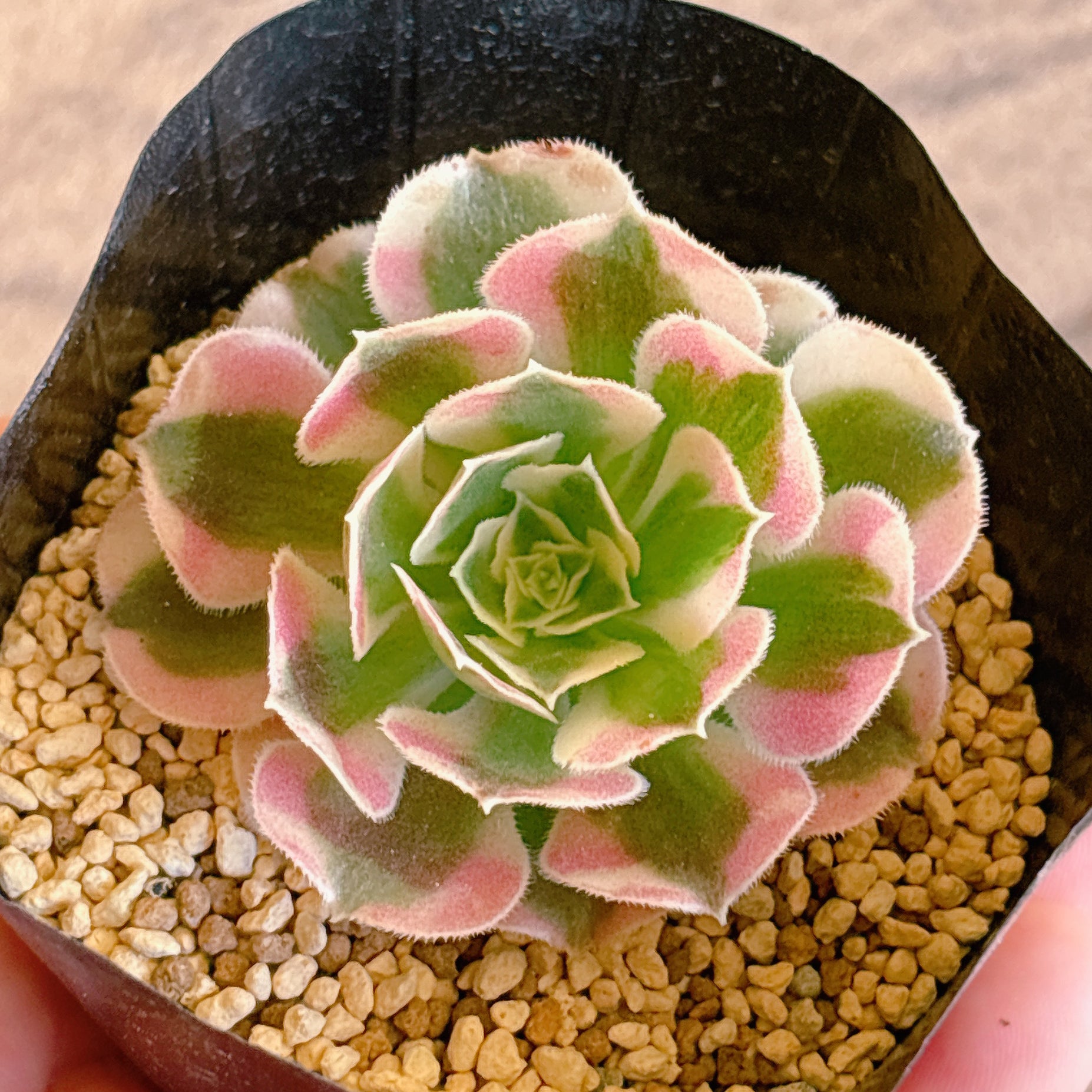 多肉植物