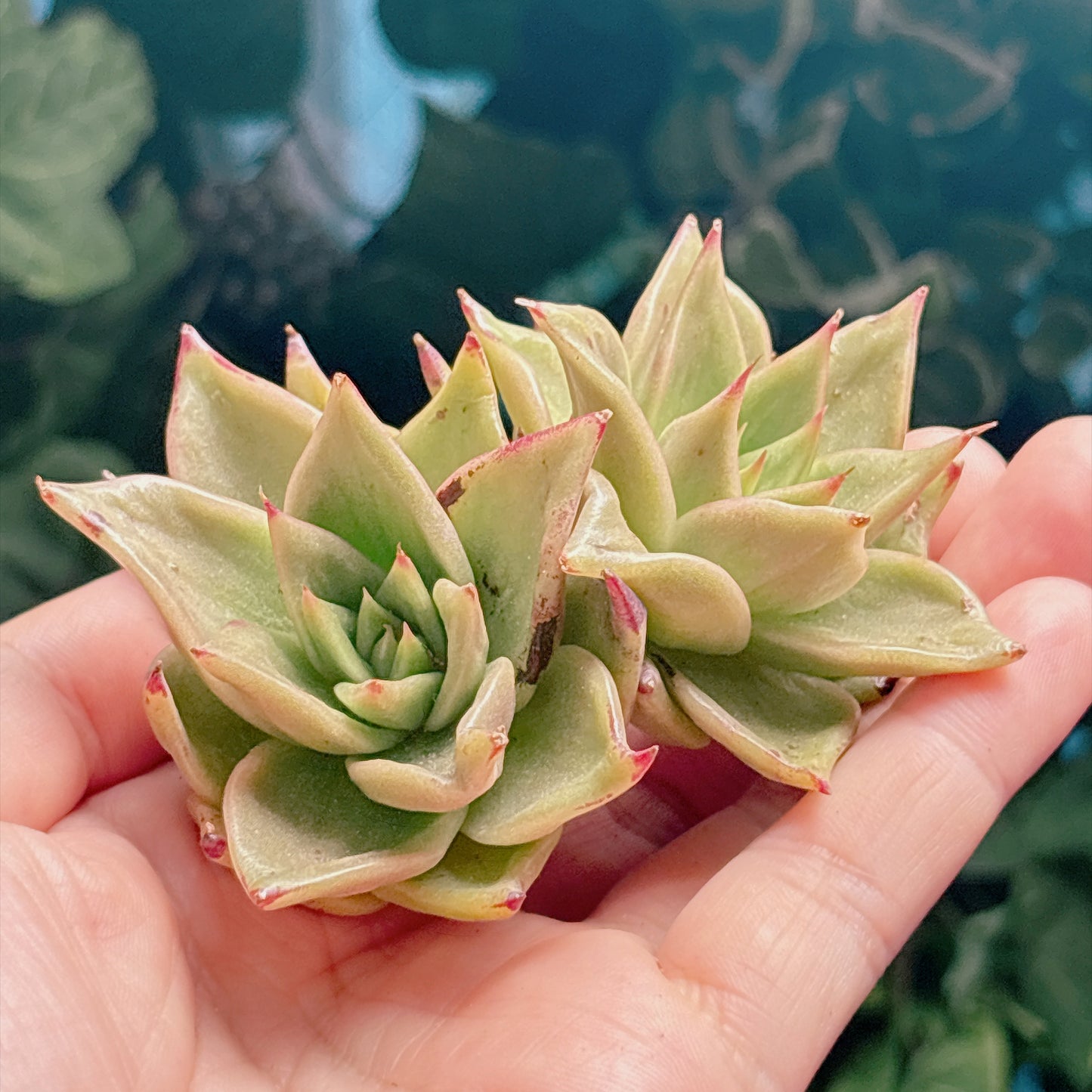 多肉植物