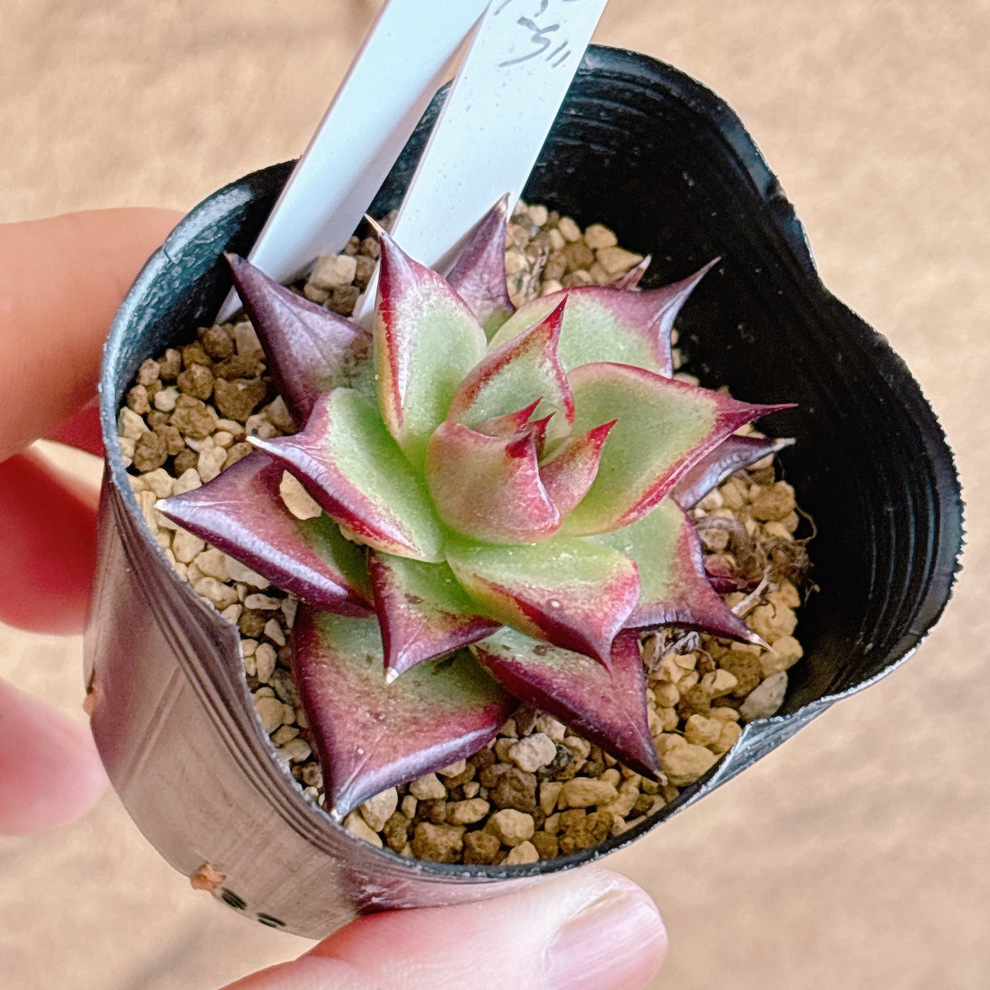 多肉植物