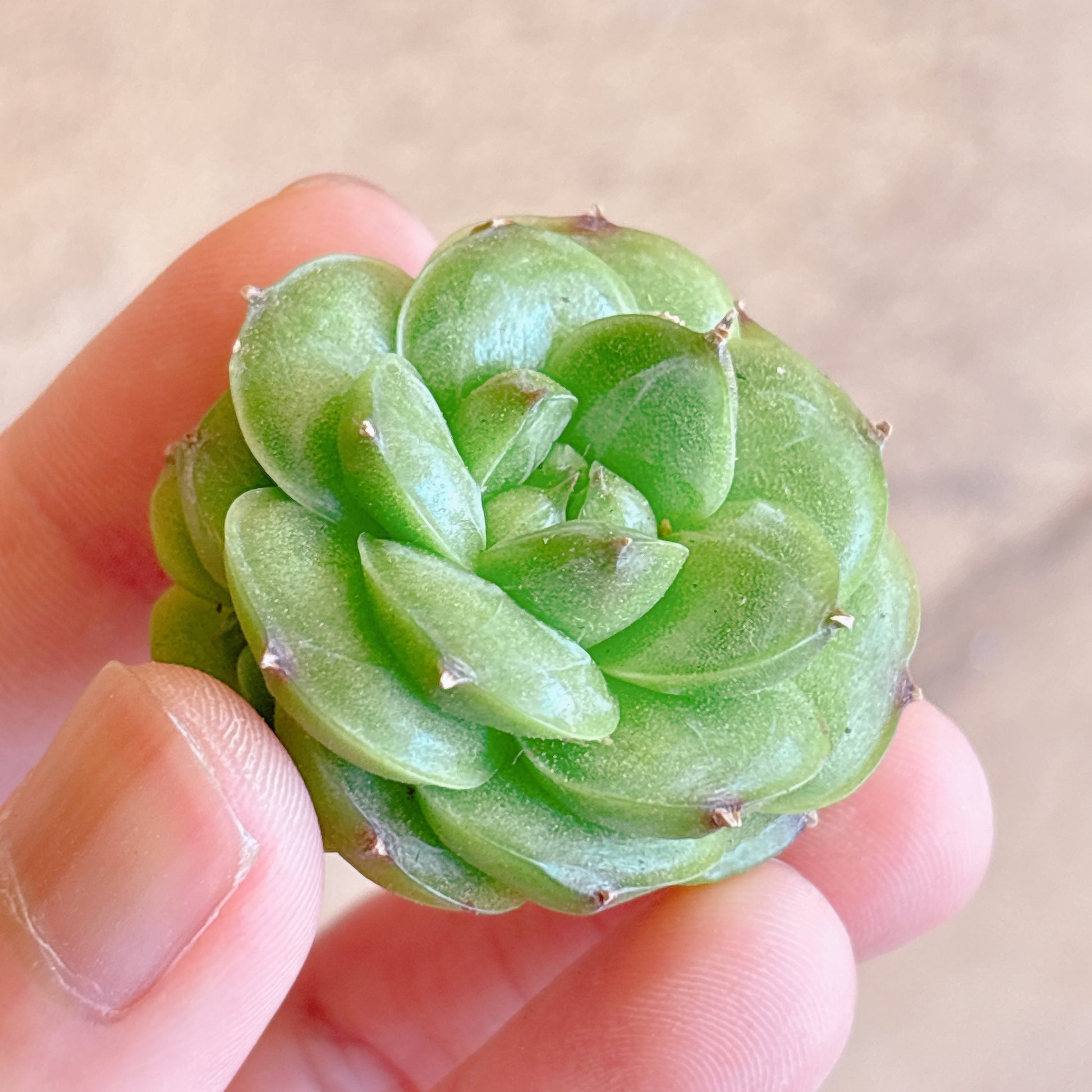 多肉植物