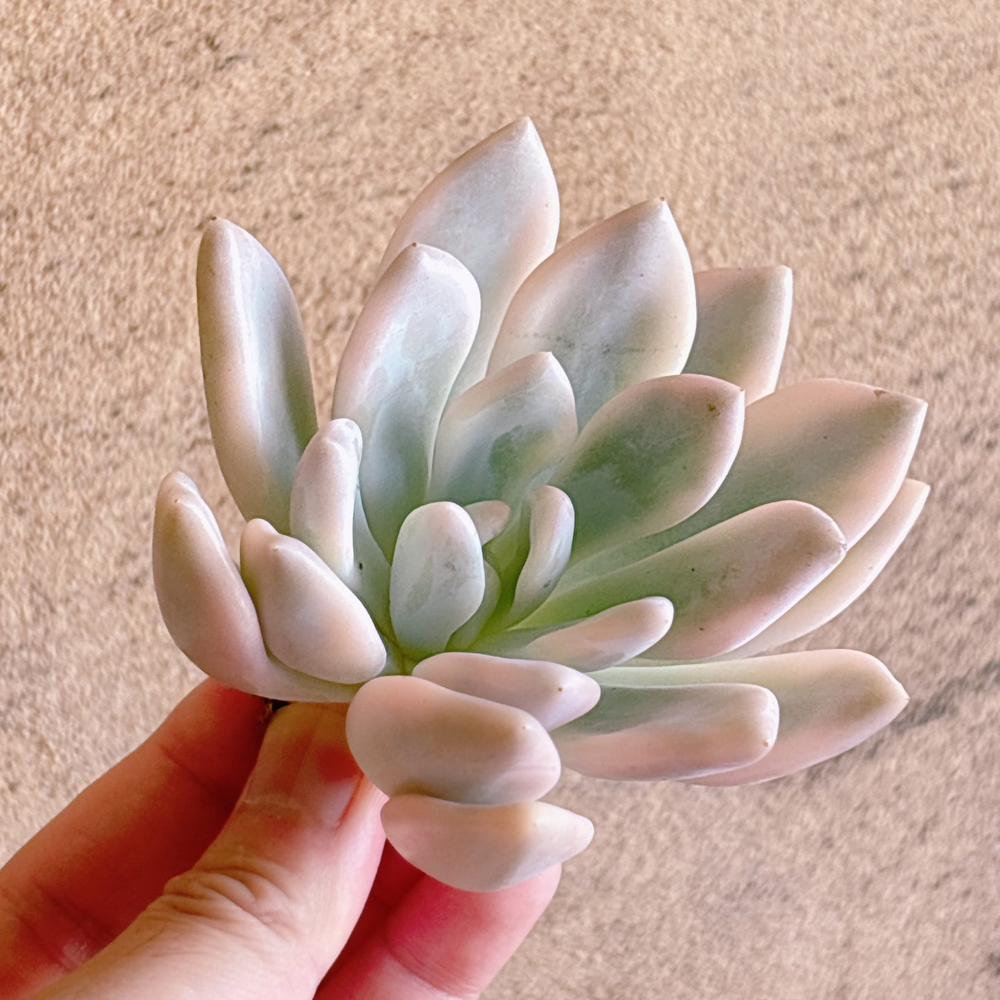 多肉植物