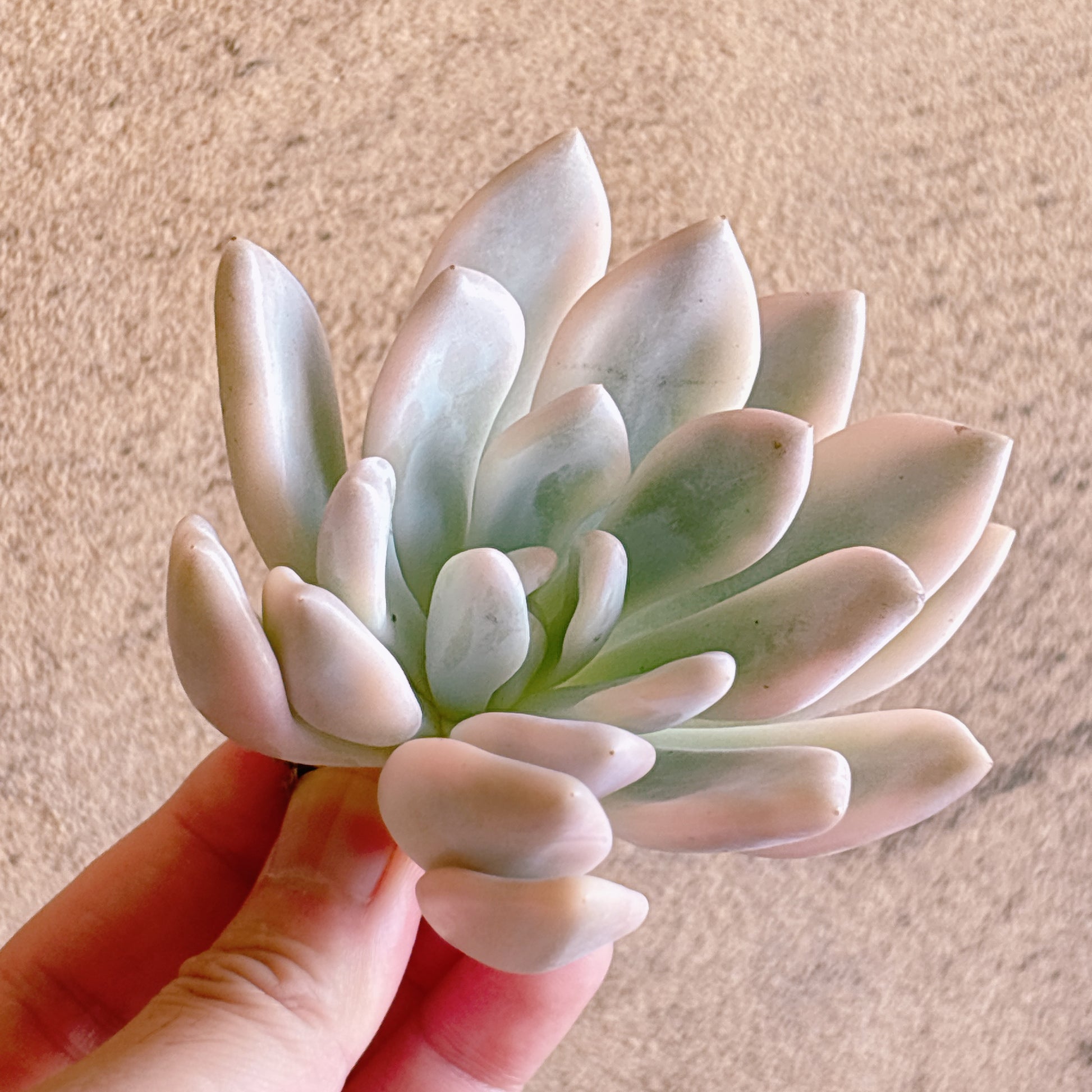 多肉植物