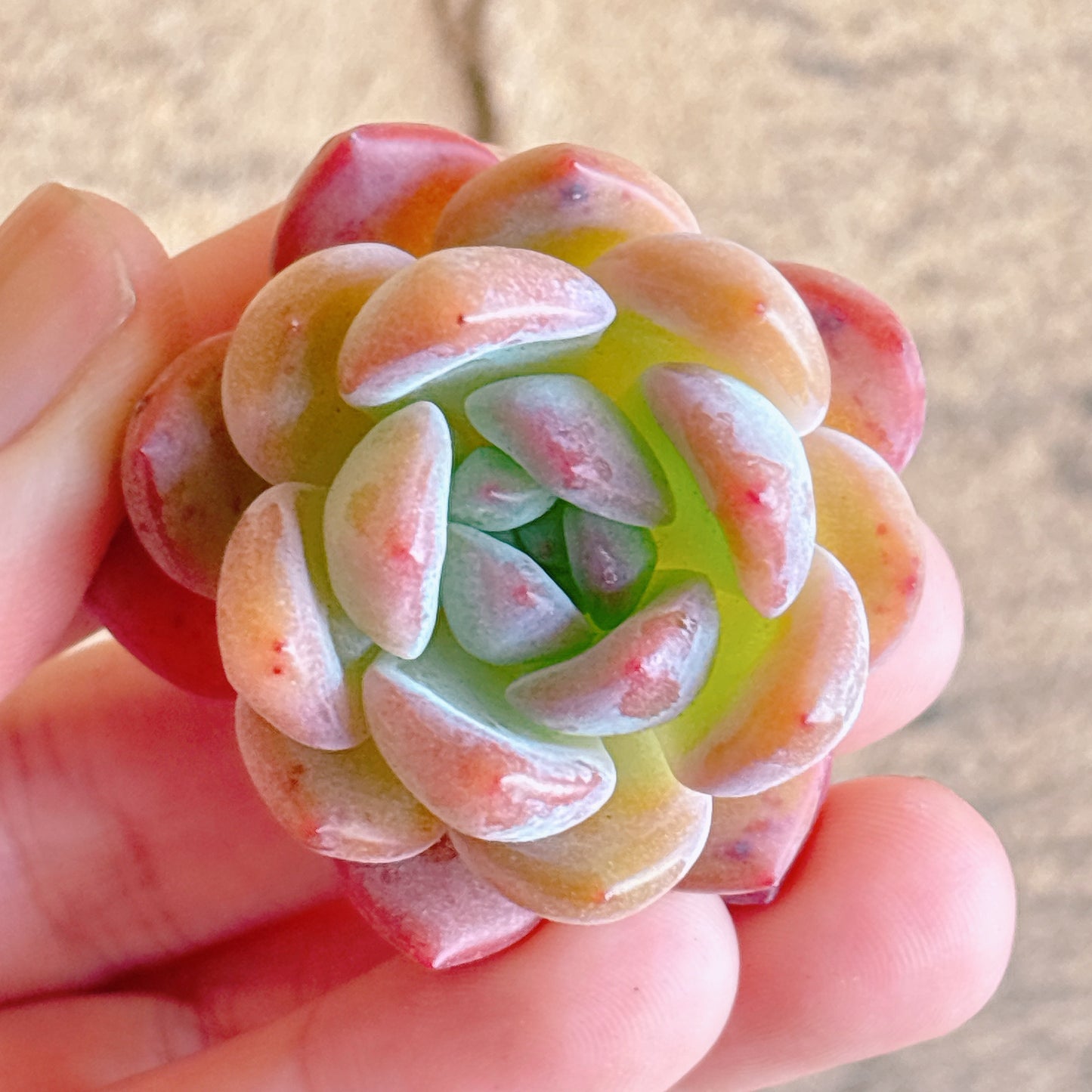 多肉植物