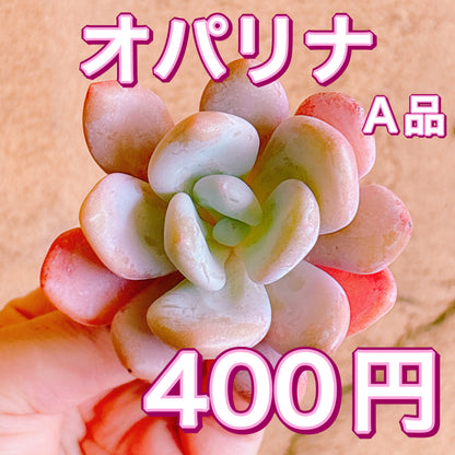 オパリナ　A品　カット苗