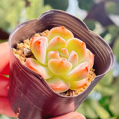 ビヨンテhyb　A品　根付き苗