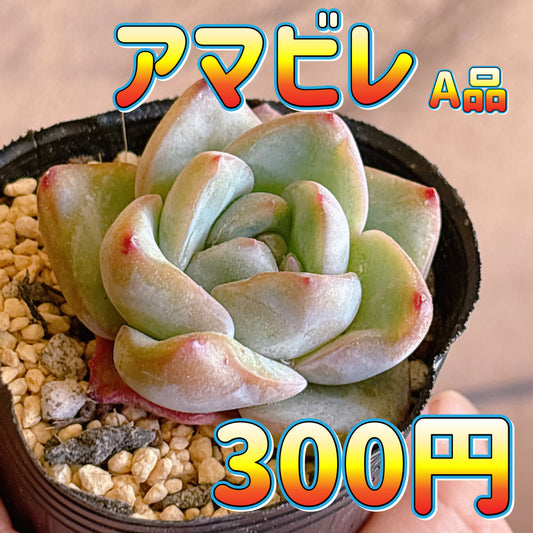 アマビレ　A品　根付き苗
