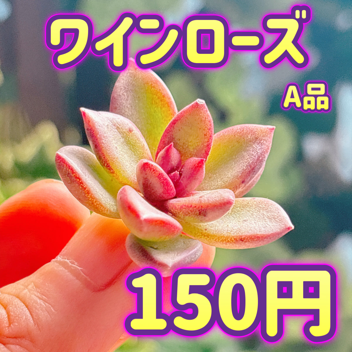 ワインローズ　A品　カット苗