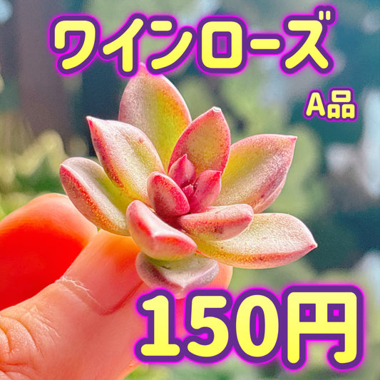 ワインローズ　A品　カット苗