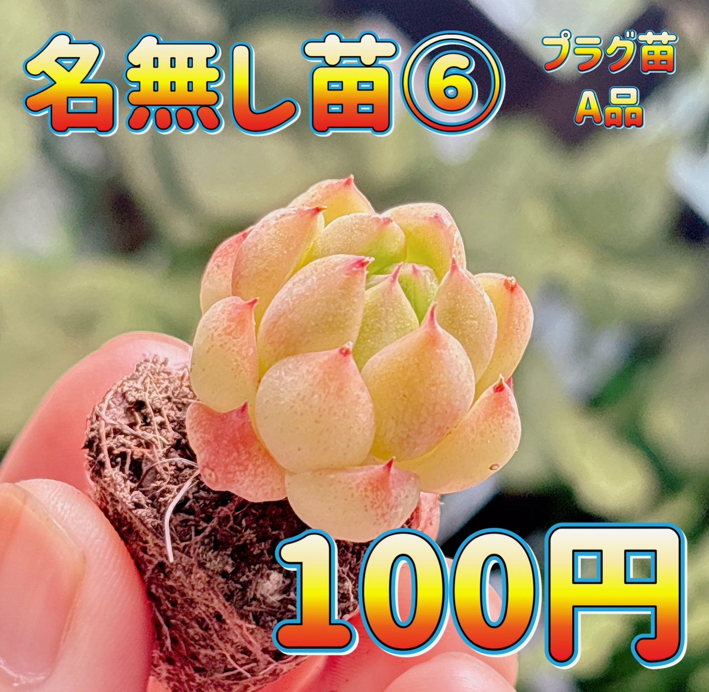 名無し苗６　A品　プラグ苗