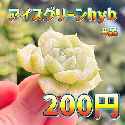 アイスグリーンhyb タイプB　A品　カット苗