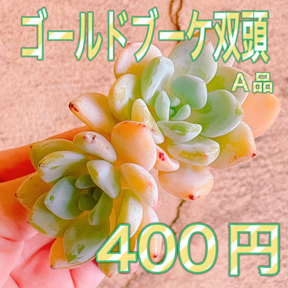 ゴールドブーケ双頭　A品　カット苗
