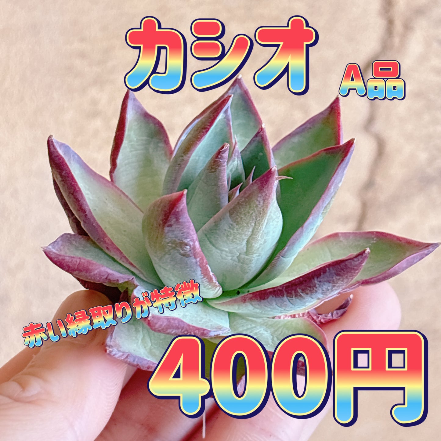 カシオ　A品　カット苗