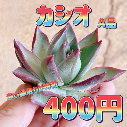カシオ　A品　カット苗