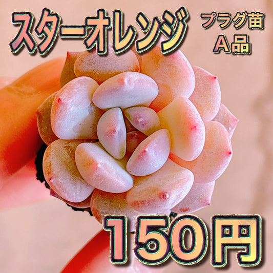 スターオレンジ　A品　プラグ苗