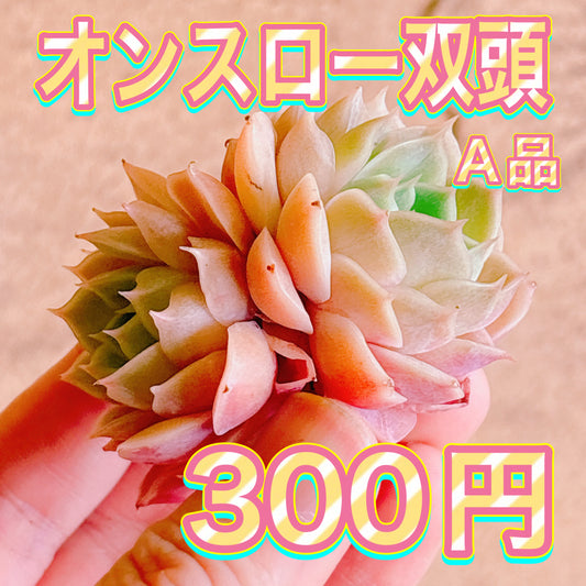 オンスロー双頭　A品　カット苗