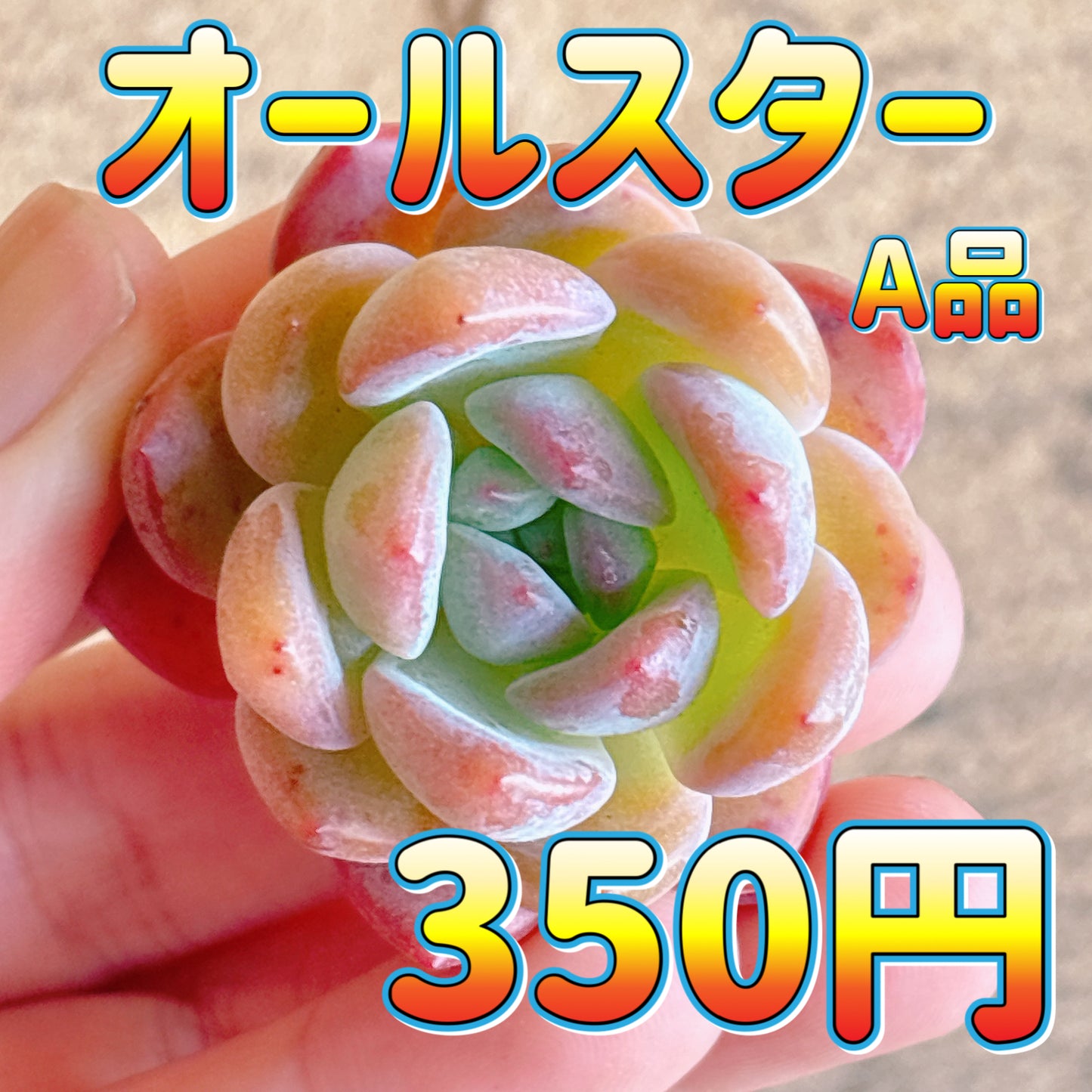 オールスター　A品　カット苗