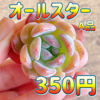 オールスター　A品　カット苗
