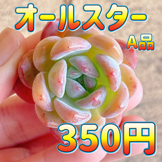 オールスター　A品　カット苗