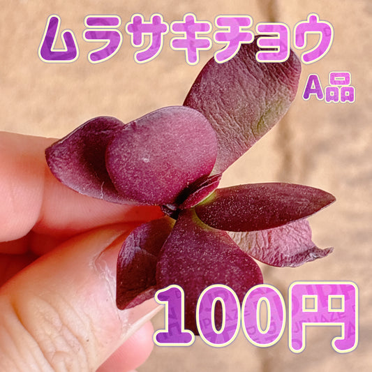 ムラサキチョウ　A品　カット苗